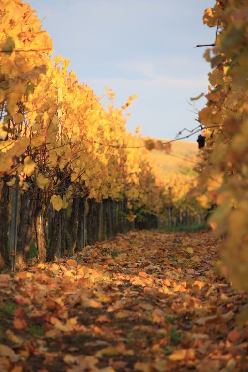 Gites Des Dix Vins Dangolsheim Εξωτερικό φωτογραφία